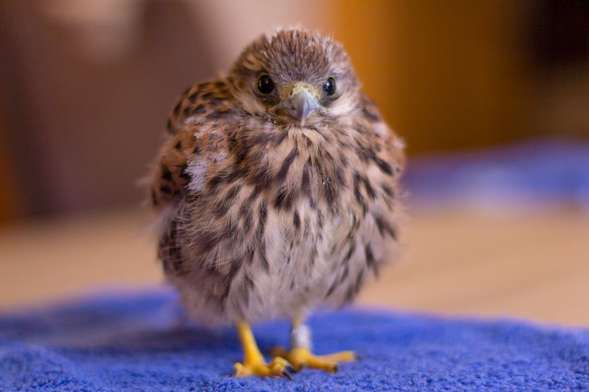 Incubadoras para aves rapaces